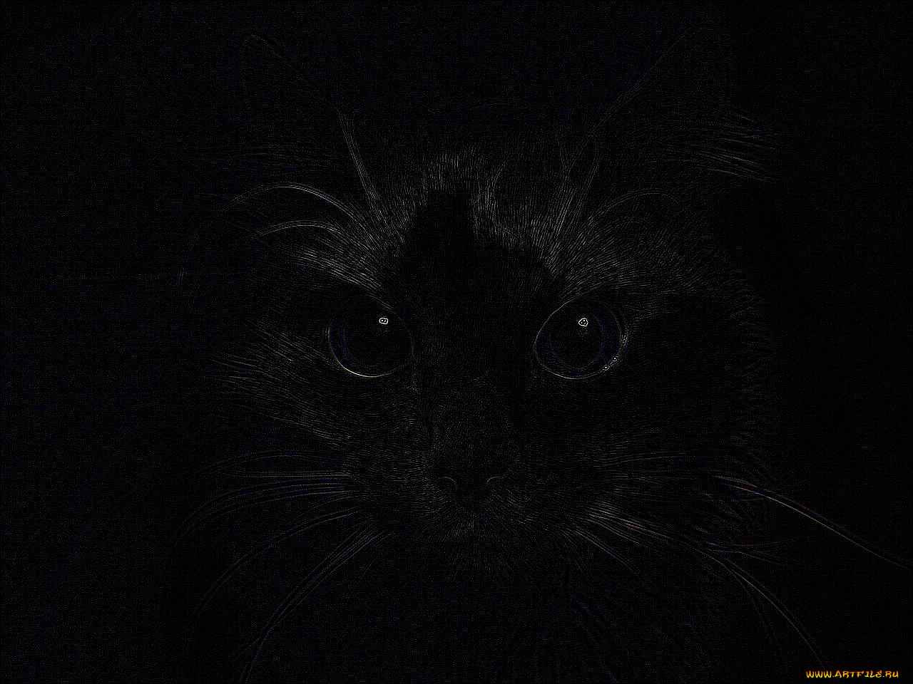 dark, cat, , , 